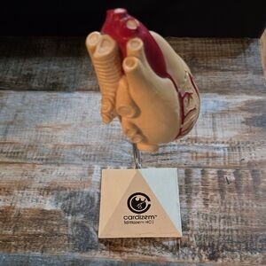 Anatomical Cardizem Heart Model with Stand